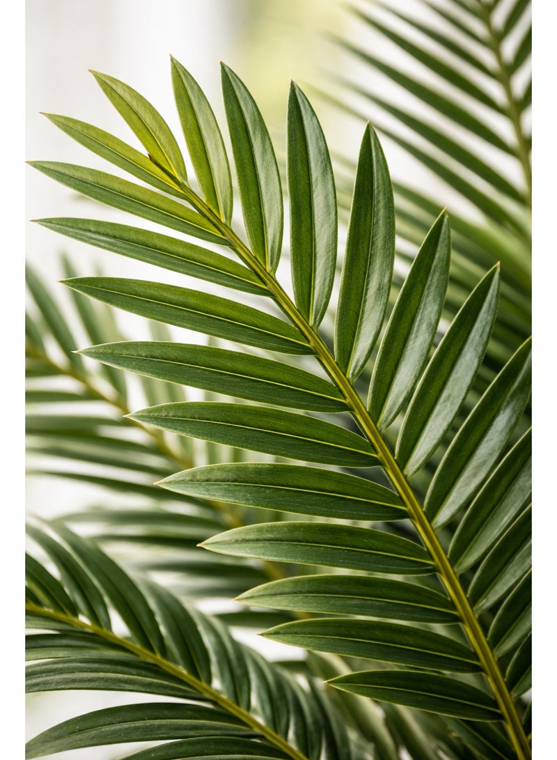 نبات اريكا ديكور صناعي طويل داخلي في أصيص أرضي عصري – شجرة زينة فاخرة للمداخل وغرف المعيشة والمكاتب – تصميم واقعي بلمسة طبيعية ووعاء مخطط أنيق - Image 2