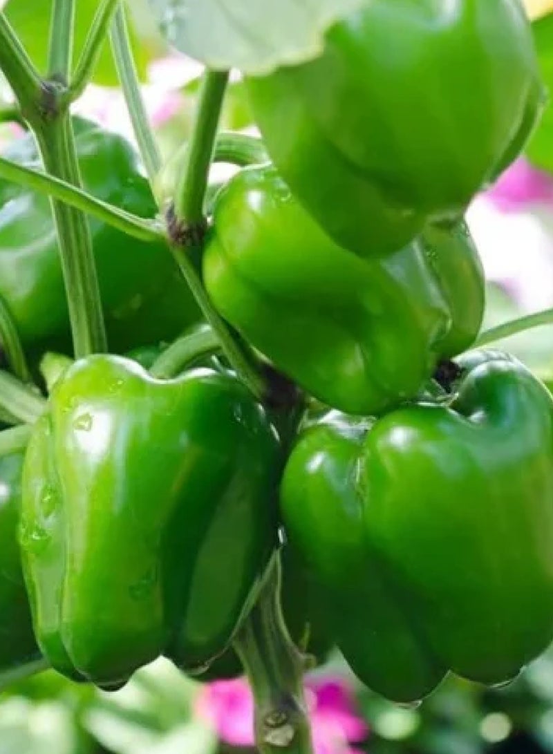 Capsicum Seeds for Planting - Green Capsicum Seeds - Image 2