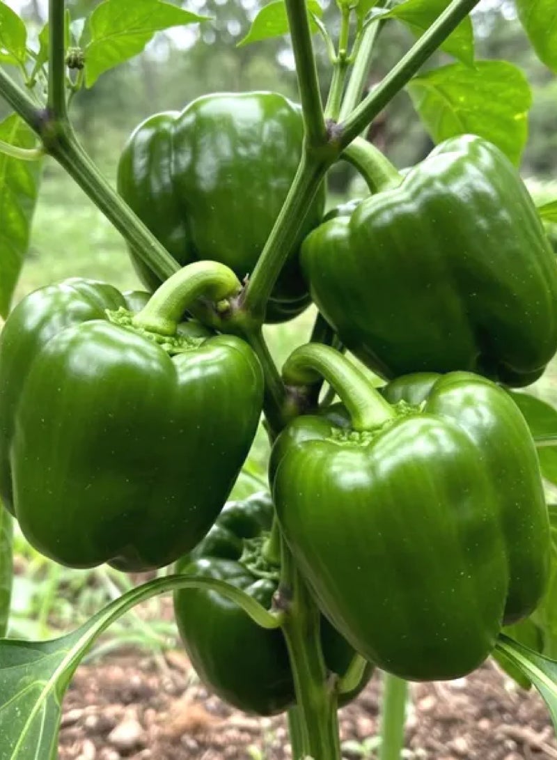 Capsicum Seeds for Planting - Green Capsicum Seeds - Image 3