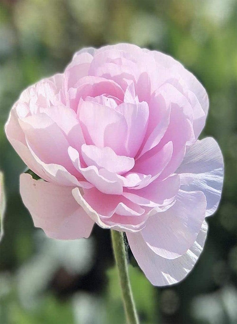 GGOOT 5pcs Pink Ranunculus seeds for Outdoor Planting Suitable for Decorating Lawn Ideal Flower for Fresh Cut Flowers Suitable for Beginners - Image 3