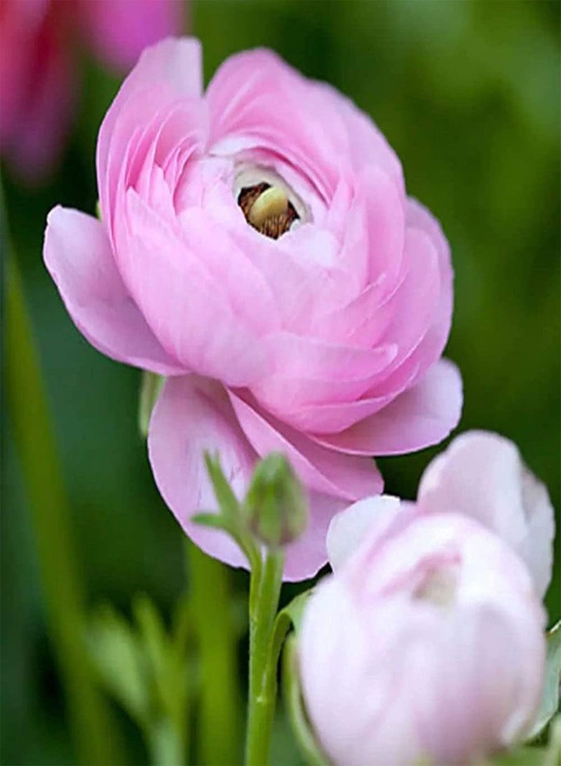 GGOOT 5pcs Pink Ranunculus seeds for Outdoor Planting Suitable for Decorating Lawn Ideal Flower for Fresh Cut Flowers Suitable for Beginners - Image 2