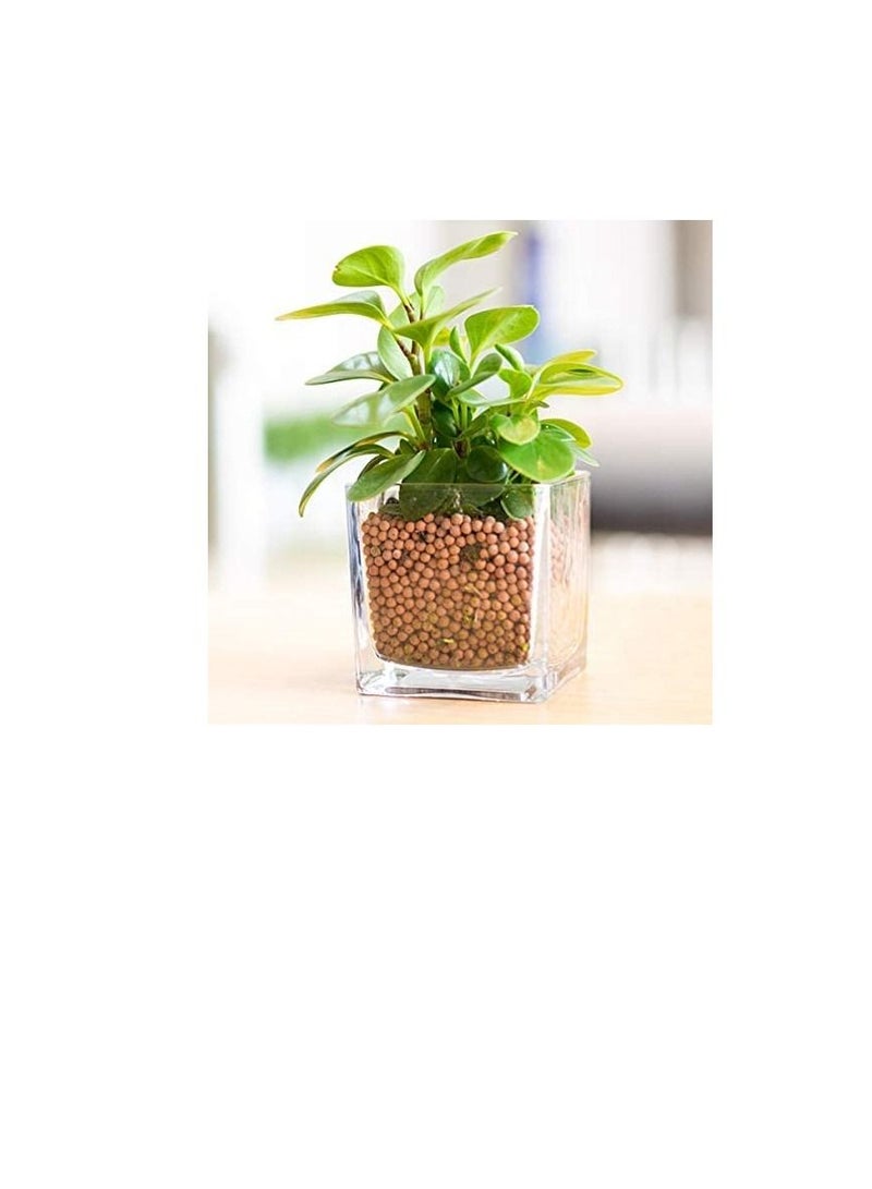 Ritaj Hydroponic Substrate Clay Pebbles (50L) - Image 3