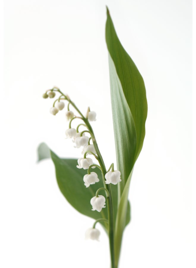 AVON Delicate Moment Apple And Muguet Shower Cream - 500Ml 500ml - Image 4