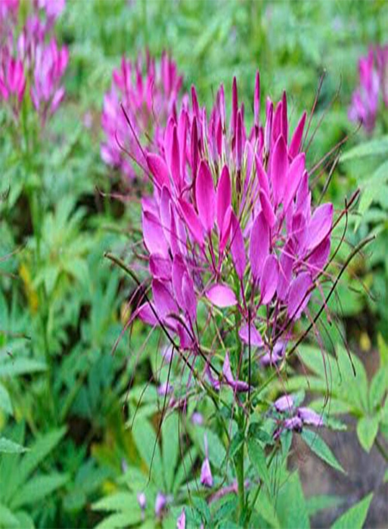 GGOOT Cleome Pink Queen Spider Like, Pink Fragrant Flowers. 1.5m Approx, 50 Seeds