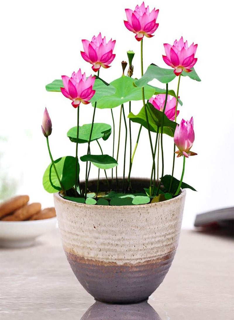 GGOOT Pink Lotus Flower Seeds 10pcs  - Image 1