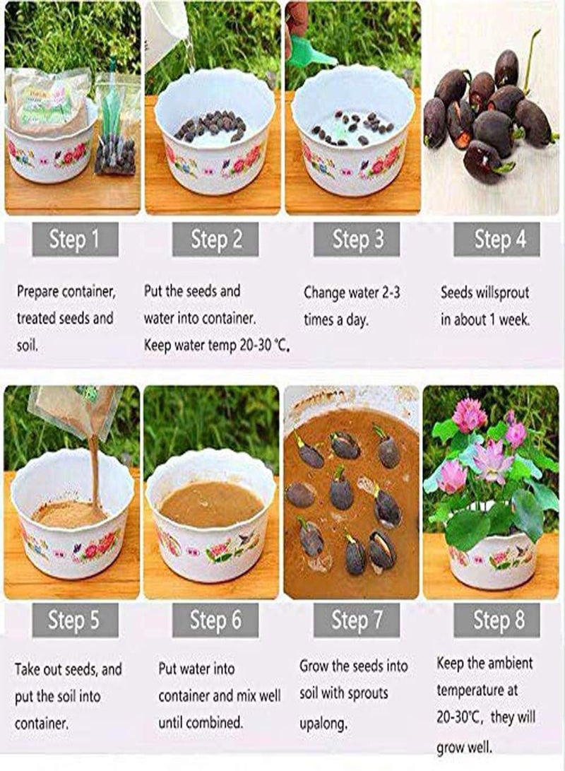GGOOT Pink Lotus Flower Seeds 10pcs  - Image 4