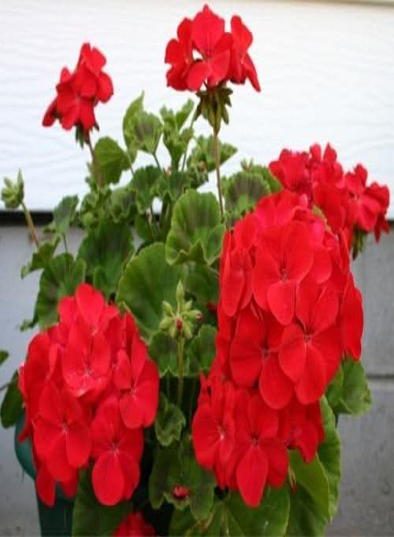 GGOOT 15 Geranium Film Coated MultiBloom Red Multi Bloom Geranium seeds
