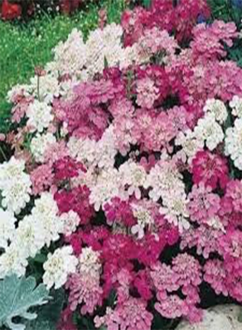 GGOOT seeds Fresh 100 pcs Rock CRESS Flower Seeds for Planting Pink White