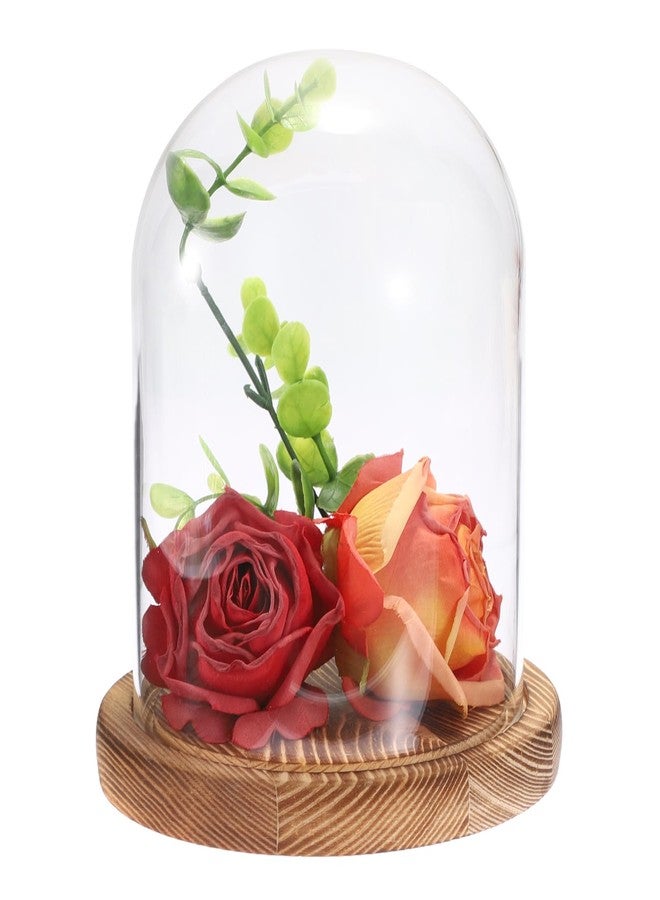 JUXYES Glass Display Dome Cloche with Solid Wood Base, Clear Dome Bell Terrarium Jar Glass Cloche Bell Jar Display for Plants, Collectibles and Figurines - Image 1