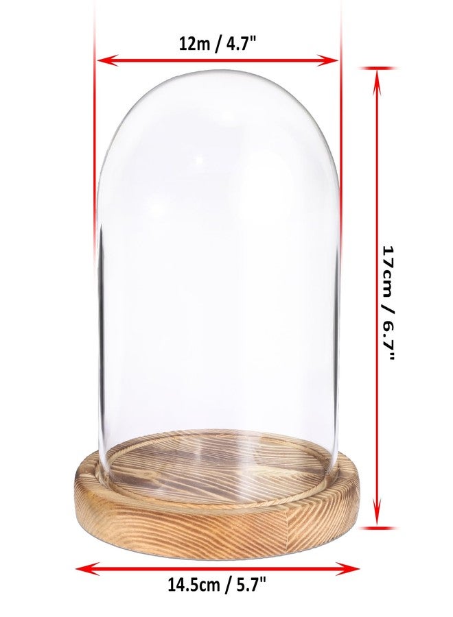 JUXYES Glass Display Dome Cloche with Solid Wood Base, Clear Dome Bell Terrarium Jar Glass Cloche Bell Jar Display for Plants, Collectibles and Figurines - Image 2
