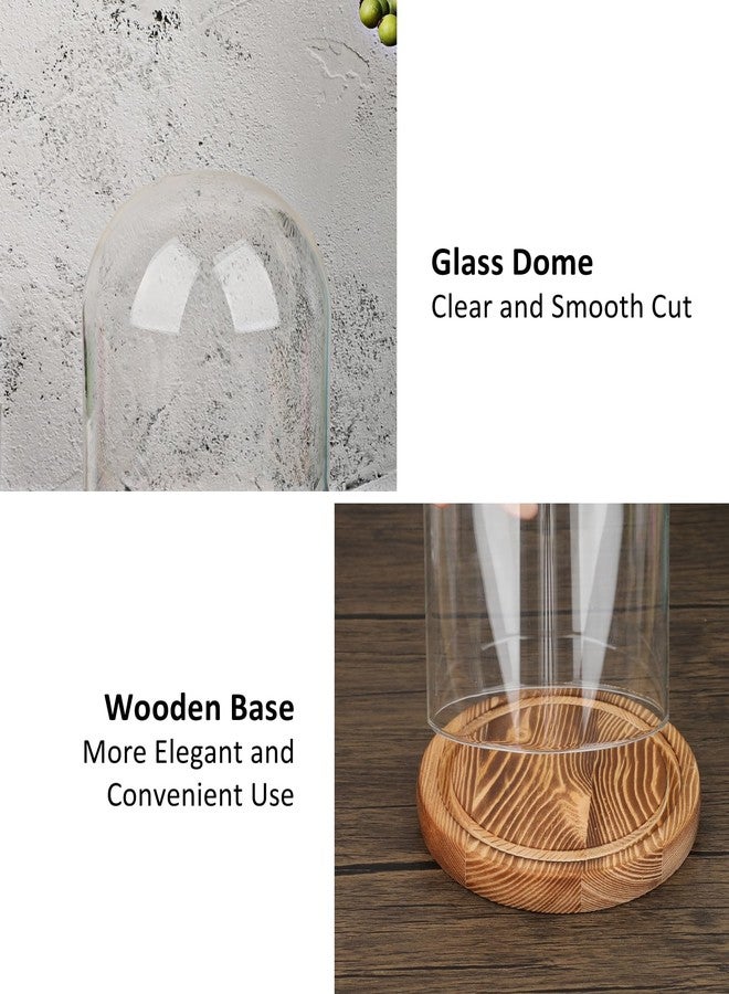 JUXYES Glass Display Dome Cloche with Solid Wood Base, Clear Dome Bell Terrarium Jar Glass Cloche Bell Jar Display for Plants, Collectibles and Figurines - Image 4