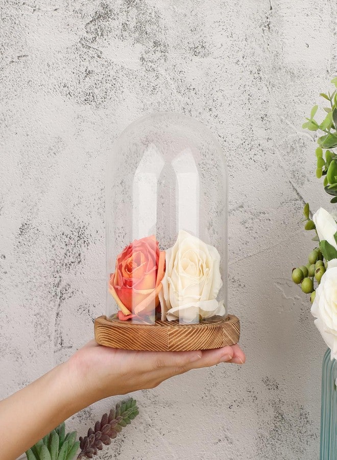 JUXYES Glass Display Dome Cloche with Solid Wood Base, Clear Dome Bell Terrarium Jar Glass Cloche Bell Jar Display for Plants, Collectibles and Figurines - Image 3