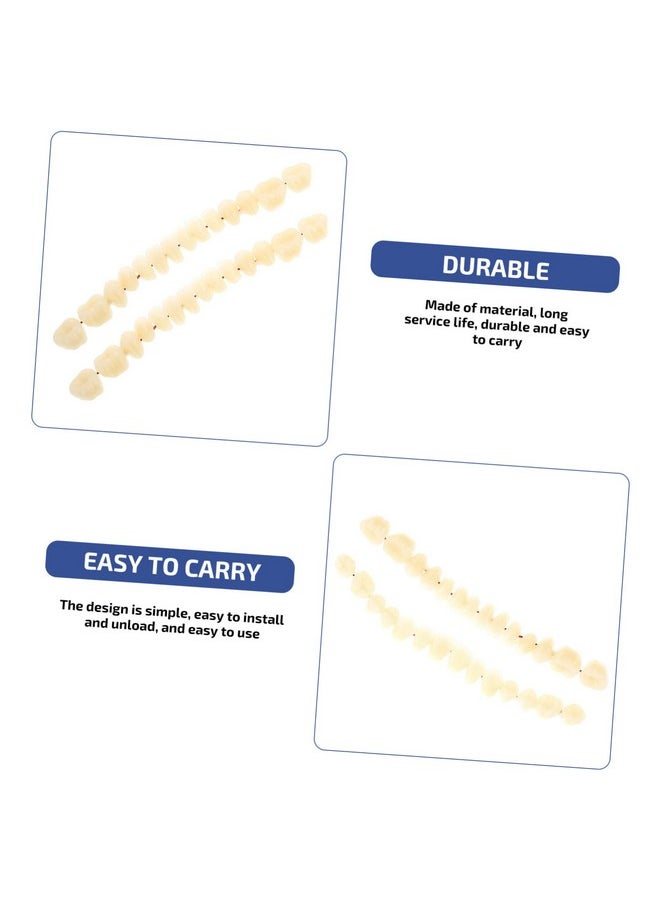 SOLUSTRE Teeth 3D Model 1 Set Model Dental Models for Students Human Teeth Model Dental Training Models Models Dental Display Models Fake Teeth Model Dedicated 3D False Teeth Model