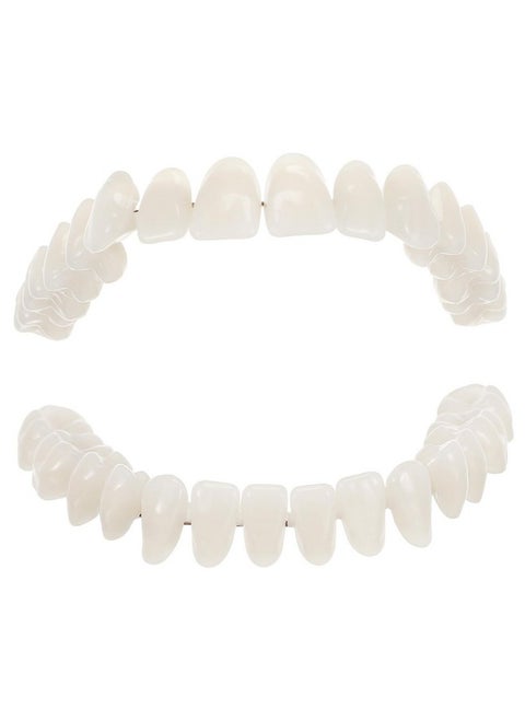 SOLUSTRE Teeth 3D Model 1 Set Model Dental Models for Students Human Teeth Model Dental Training Models Models Dental Display Models Fake Teeth Model Dedicated 3D False Teeth Model