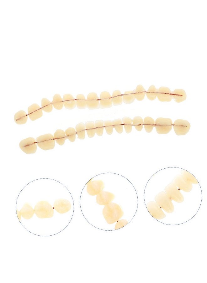 SOLUSTRE Teeth 3D Model 1 Set Model Dental Models for Students Human Teeth Model Dental Training Models Models Dental Display Models Fake Teeth Model Dedicated 3D False Teeth Model