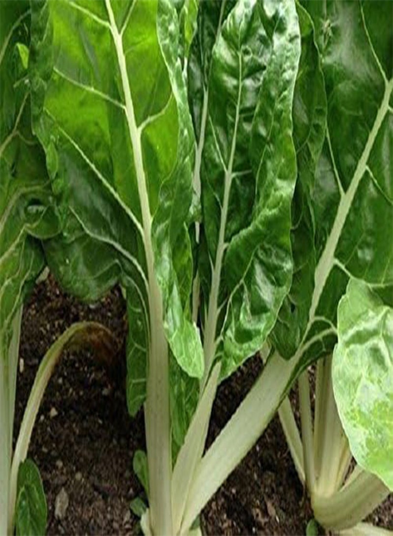 GGOOT Fordhook White Giant Swiss Chard White Seeds-Bi !(5 Grams - 300 Seeds) - Image 3