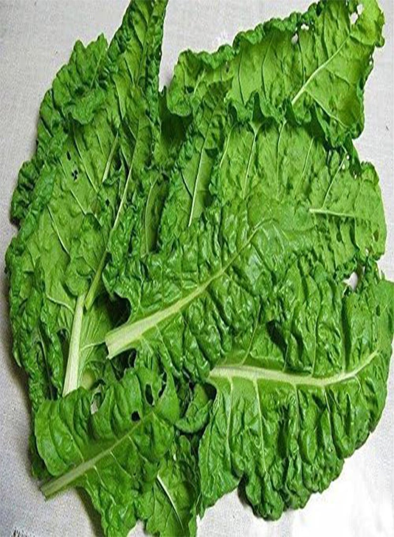 GGOOT Fordhook White Giant Swiss Chard White Seeds-Bi !(5 Grams - 300 Seeds) - Image 2