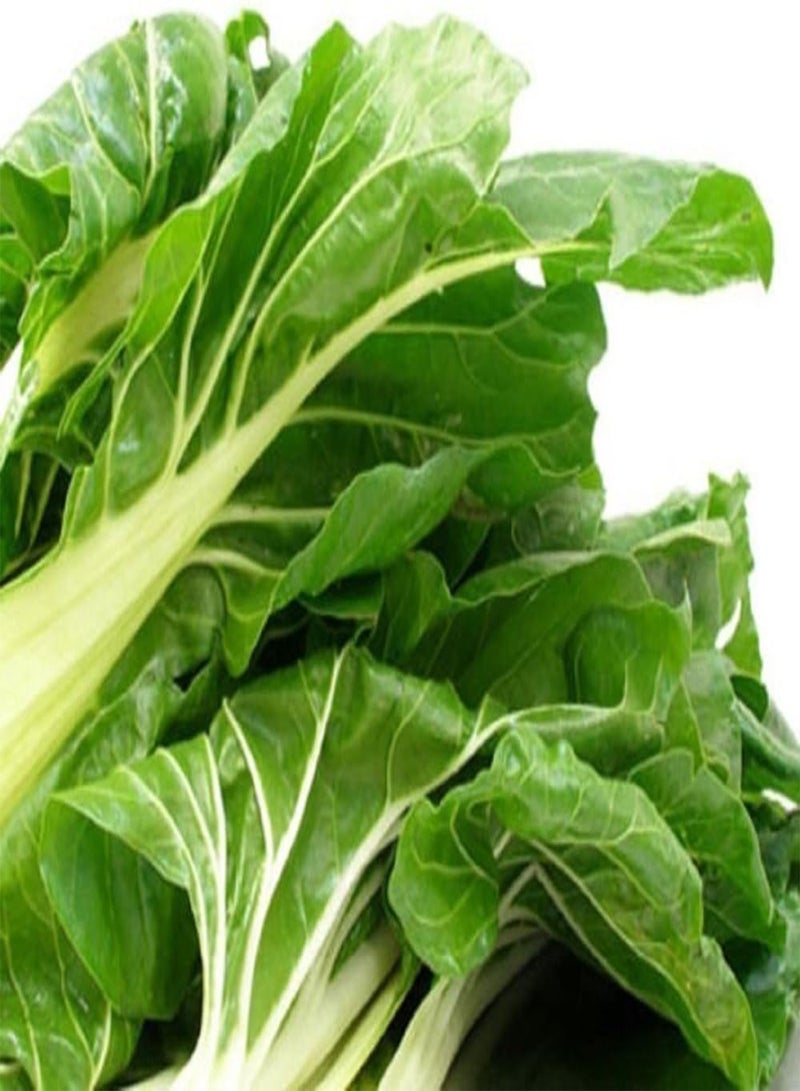 GGOOT Fordhook White Giant Swiss Chard White Seeds-Bi !(5 Grams - 300 Seeds) - Image 1