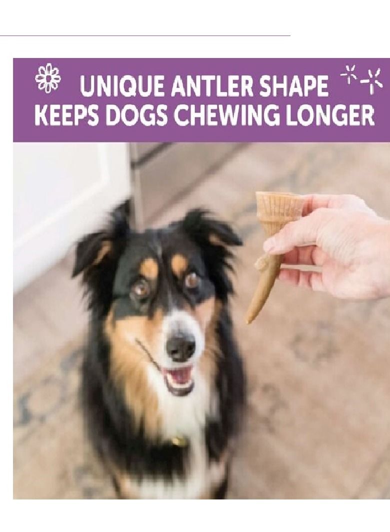 WHIMZEES Occupy Antler Natural Dental Chews for Dogs Small (24pc) - Image 4