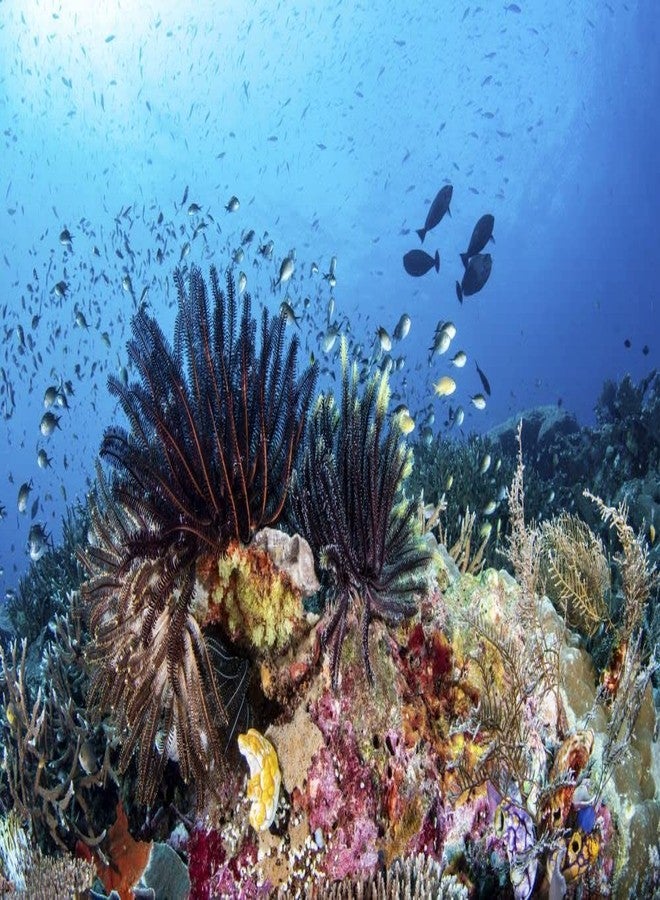 بوستيرازي عمل فني من Posterazzi PSTBRP400660U، صغير، متعدد الألوان - Image 1