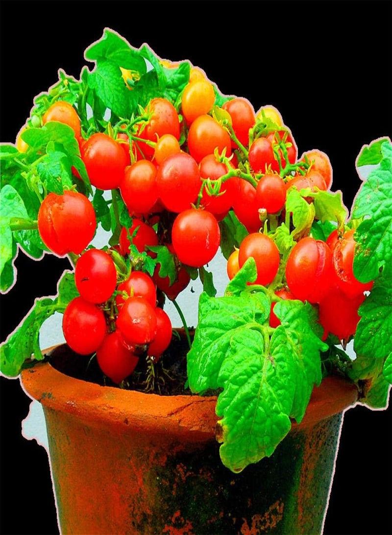 GGOOT Blooms Multicolor Seeds,Ornamental tomato seeds-excellent_1g,Ornamental Plants for Garden Balcony - Image 4
