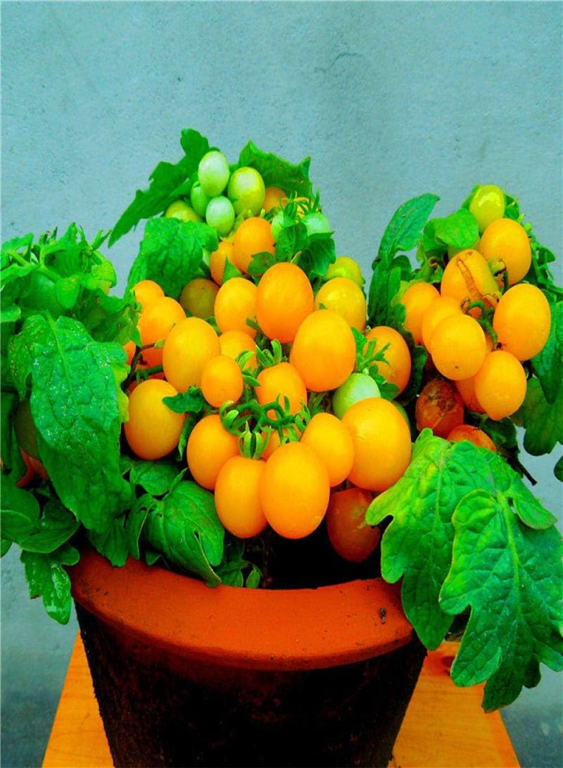 GGOOT Blooms Multicolor Seeds,Ornamental tomato seeds-excellent_1g,Ornamental Plants for Garden Balcony - Image 2
