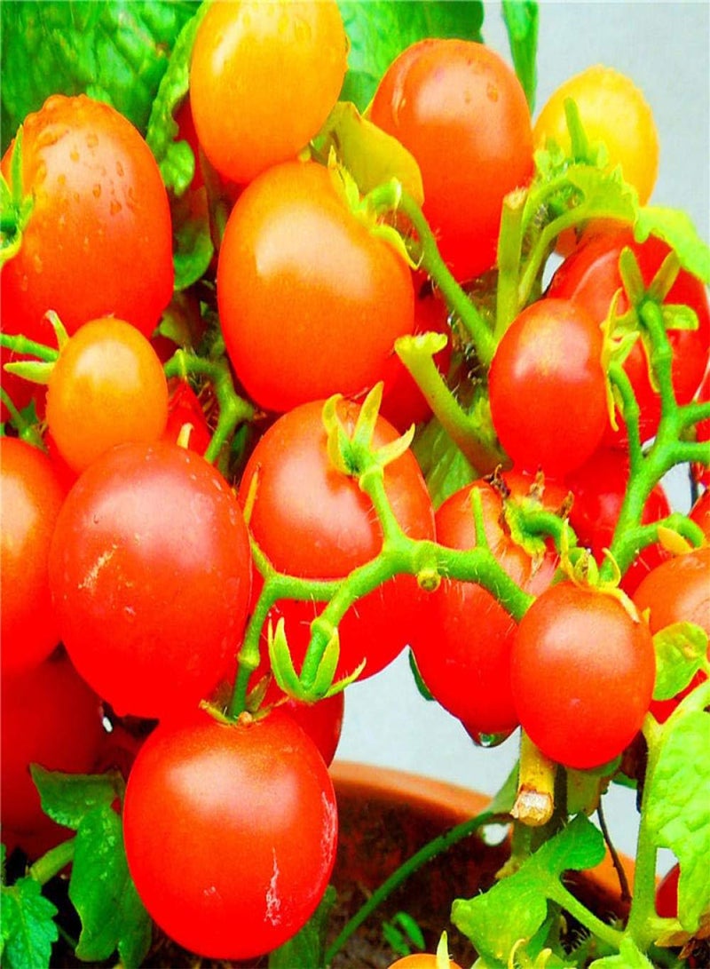 GGOOT Blooms Multicolor Seeds,Ornamental tomato seeds-excellent_1g,Ornamental Plants for Garden Balcony - Image 1