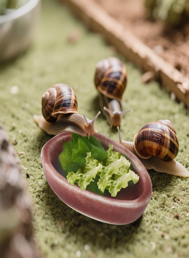 4 Pack Snails Feeding Dish Set for Land Snails, Snail Food and Water Bowl - Calcium Food Bowl & Water Tray, Mini Pet Supplies, Durable Snail Tiny Pet Dishes - Image 5