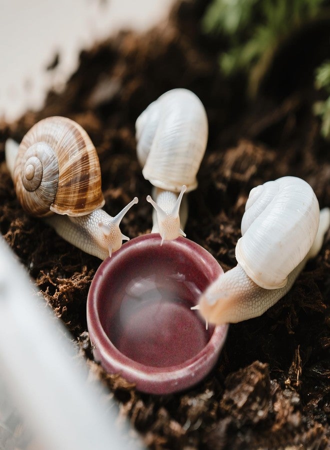 4 Pack Snails Feeding Dish Set for Land Snails, Snail Food and Water Bowl - Calcium Food Bowl & Water Tray, Mini Pet Supplies, Durable Snail Tiny Pet Dishes - Image 4