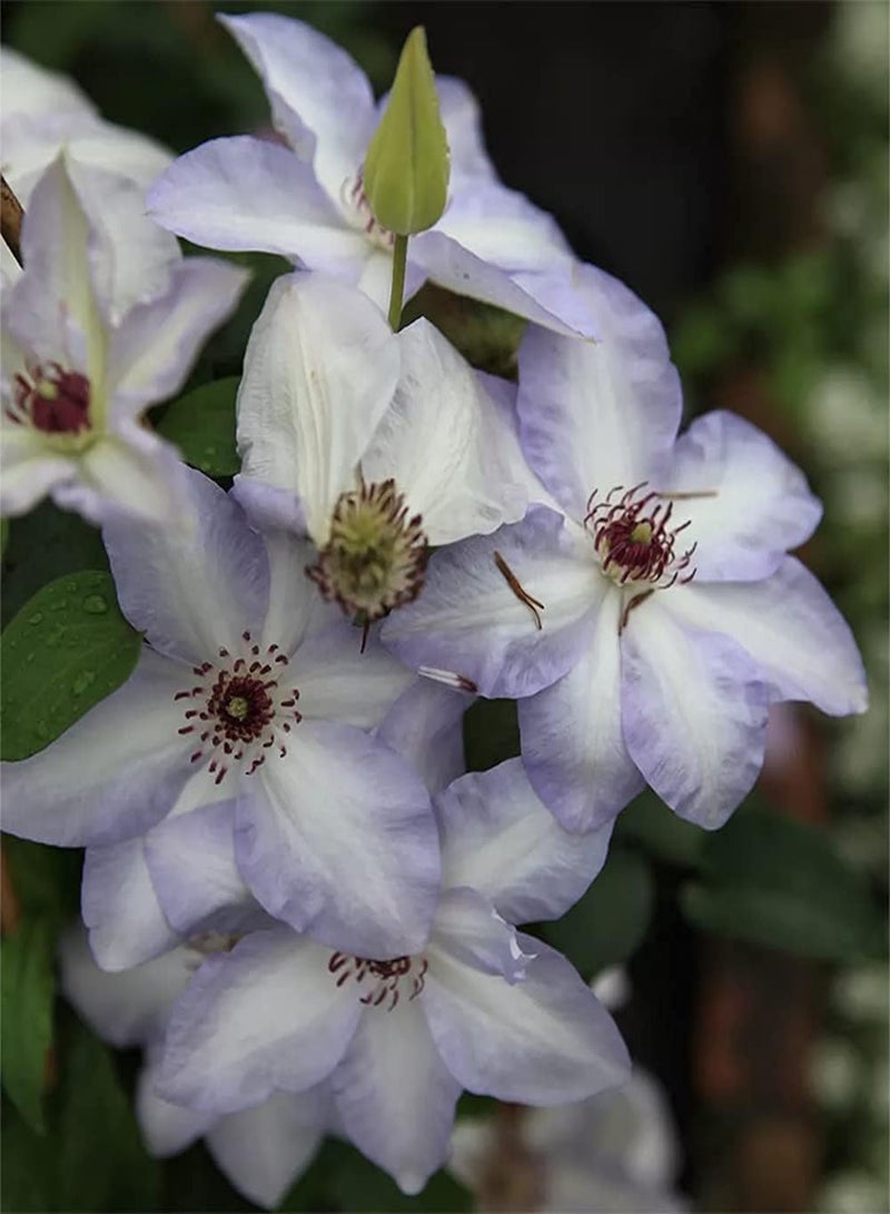 GGOOT 3pcs Purple Frame Unique Clematis seeds Easy to Care Don't Need to Care Too Much Planted Your Own at Home Enjoy Fun - Image 3