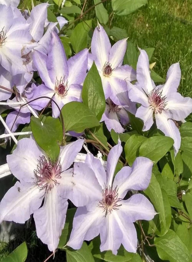 GGOOT 3pcs Purple Frame Unique Clematis seeds Easy to Care Don't Need to Care Too Much Planted Your Own at Home Enjoy Fun - Image 2