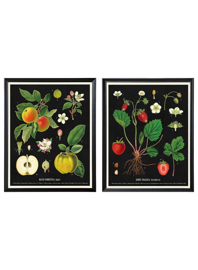 زبون إطار مع ملصق، مخططات فواكه نباتية قديمة، 40×50 سم - Image 1