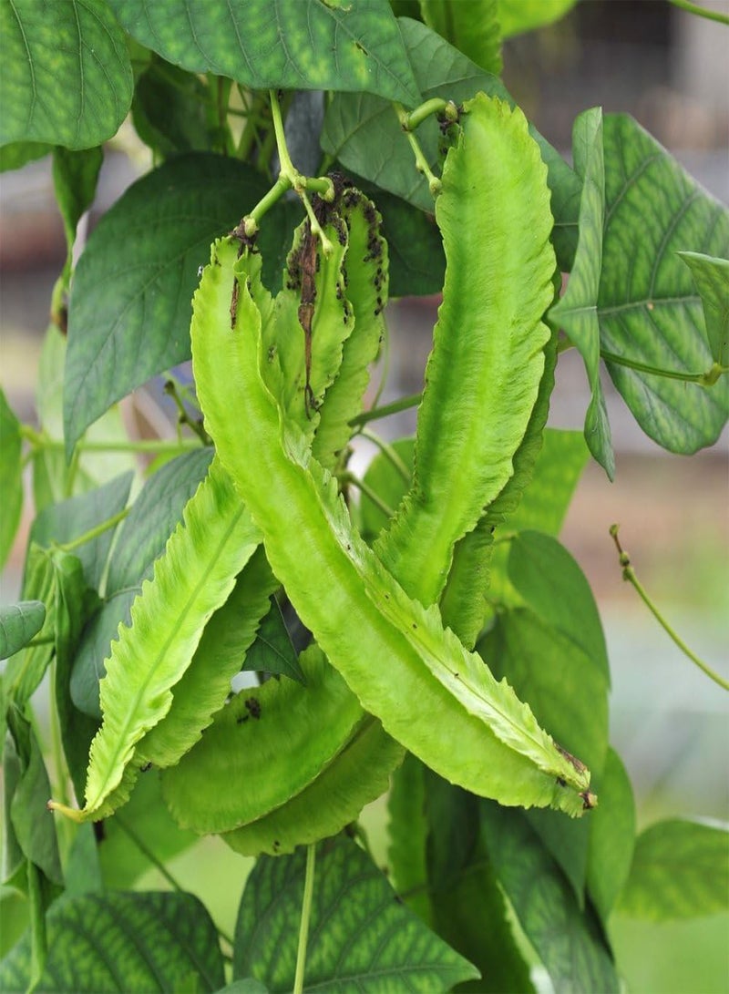 Asparagus Pea - Lotus tetragonolobus Vegetable Seeds, Also Known as Winged Pea Home Garden Planting by Heavy Torch, 160 Seeds