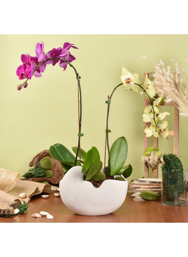 Ferns N Petals Mesmerizing Orchid Plants In Designer Base 