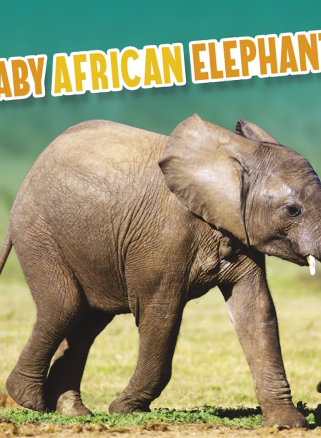 Baby African Elephants 
