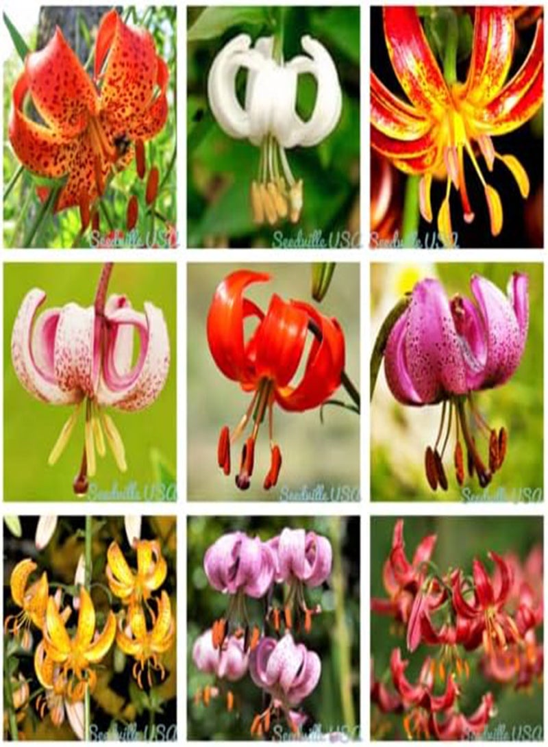 GGOOT 10 Lilium Martagon Lily Mixed Color Turk's Cap Lily Red Pink Orange Flower seeds