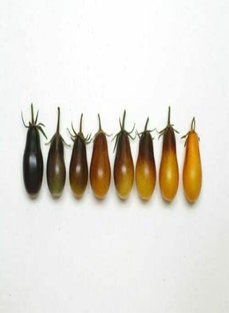 GGOOT Vegetable - Tomato Cherry Indigo Pear Drops - 8 Premium Quality Seeds - 1st CLAS - Image 1