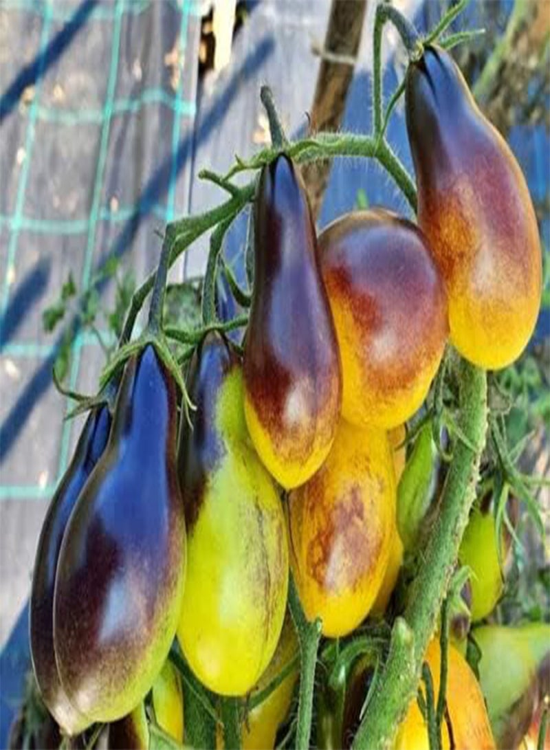 GGOOT Vegetable - Tomato Cherry Indigo Pear Drops - 8 Premium Quality Seeds - 1st CLAS - Image 2