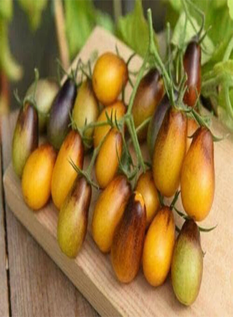 GGOOT Vegetable - Tomato Cherry Indigo Pear Drops - 8 Premium Quality Seeds - 1st CLAS - Image 3
