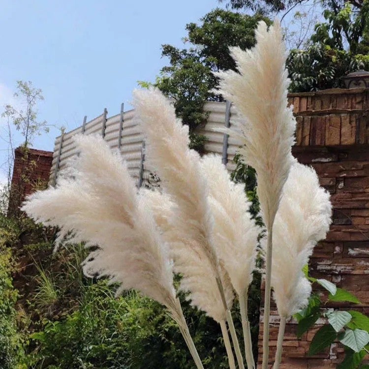 Bluejw DPG003 4ft Natural Dried Pampas Grass - Beige Large Plumes for Wedding Home Decor - Decorative Dried Plants Arrangement - Image 5