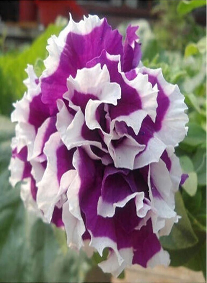 GGOOT 20Pcs Premium Flower Seeds, Petunia Hybrida Seeds Climbing Drought-tolerant Multi-color Wave Series Flower Seeds for Garden White Purple - Image 5