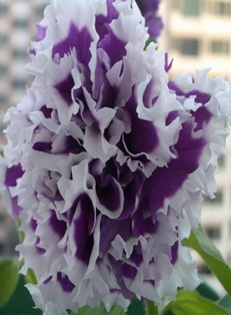 GGOOT 20Pcs Premium Flower Seeds, Petunia Hybrida Seeds Climbing Drought-tolerant Multi-color Wave Series Flower Seeds for Garden White Purple - Image 1