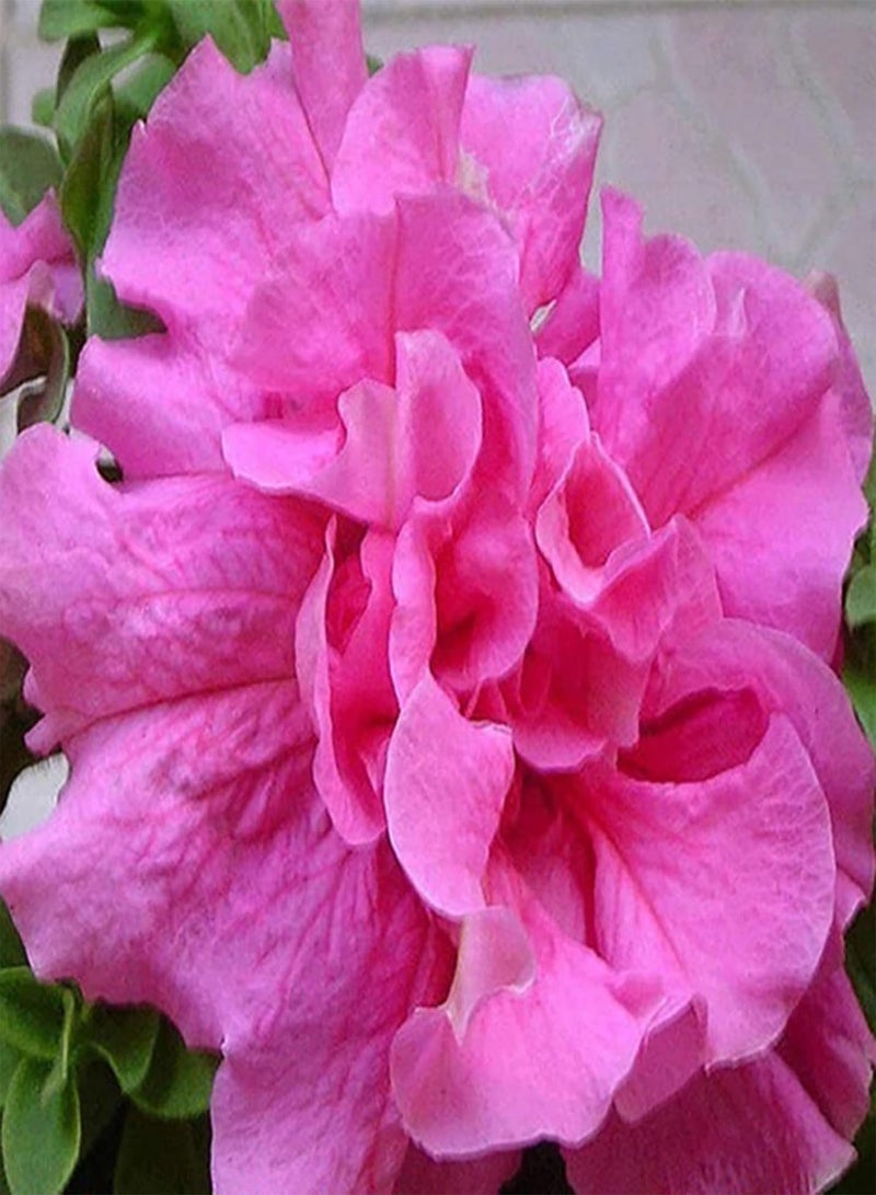 GGOOT 20Pcs Premium Flower Seeds, Petunia Hybrida Seeds Climbing Drought-tolerant Multi-color Wave Series Flower Seeds for Garden White Purple - Image 2