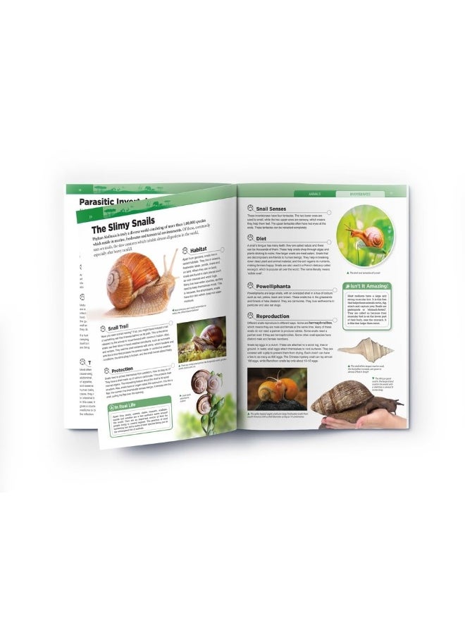 Animals - Invertebrates : Knowledge Encyclopedia For Children  - Image 5