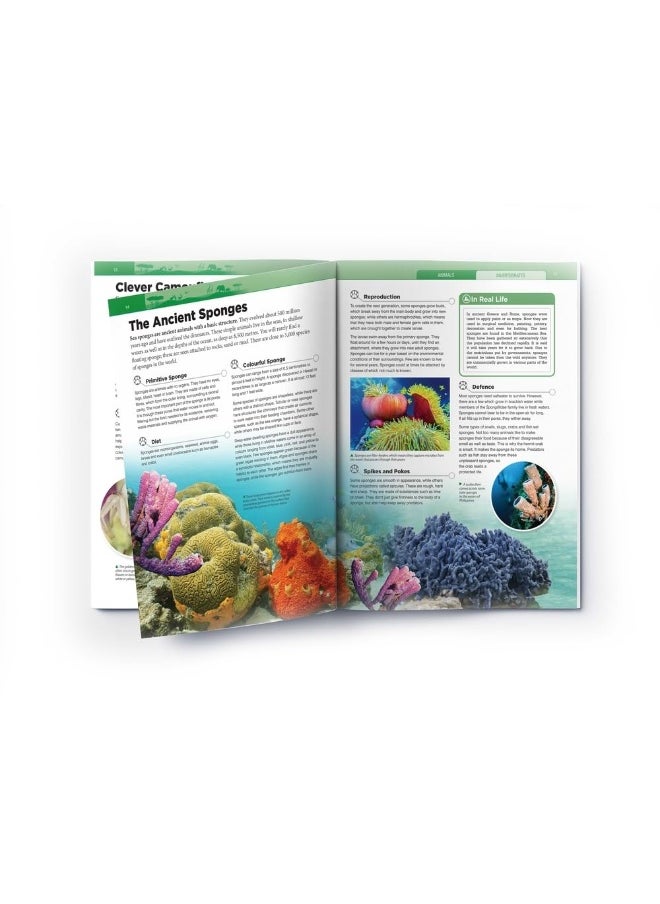 Animals - Invertebrates : Knowledge Encyclopedia For Children  - Image 4