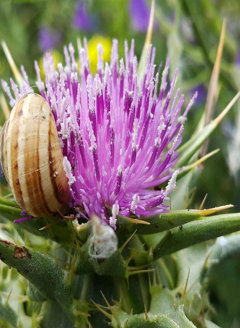 GGOOT 50Pcs/Bag Flower Seeds,Medicinal Natural Good Harvest Easy Plant Milk Thistle Seeds for Planting Garden Yard Outdoor 1 Seed - Image 4