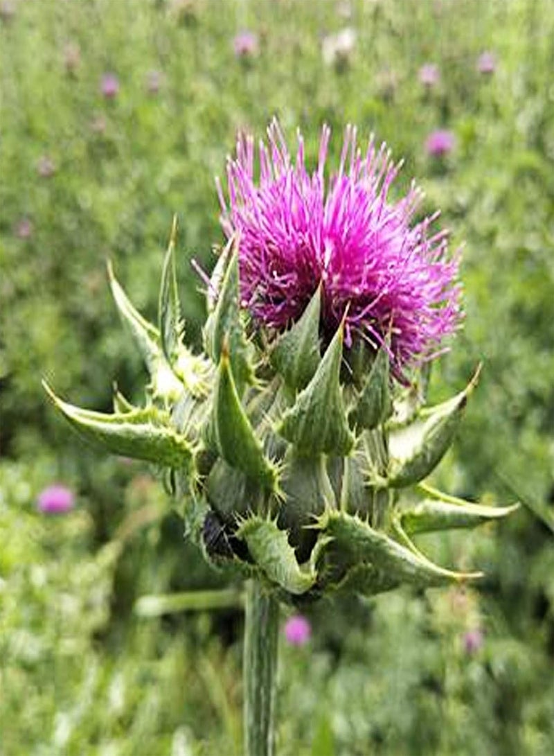 GGOOT 50Pcs/Bag Flower Seeds,Medicinal Natural Good Harvest Easy Plant Milk Thistle Seeds for Planting Garden Yard Outdoor 1 Seed - Image 5