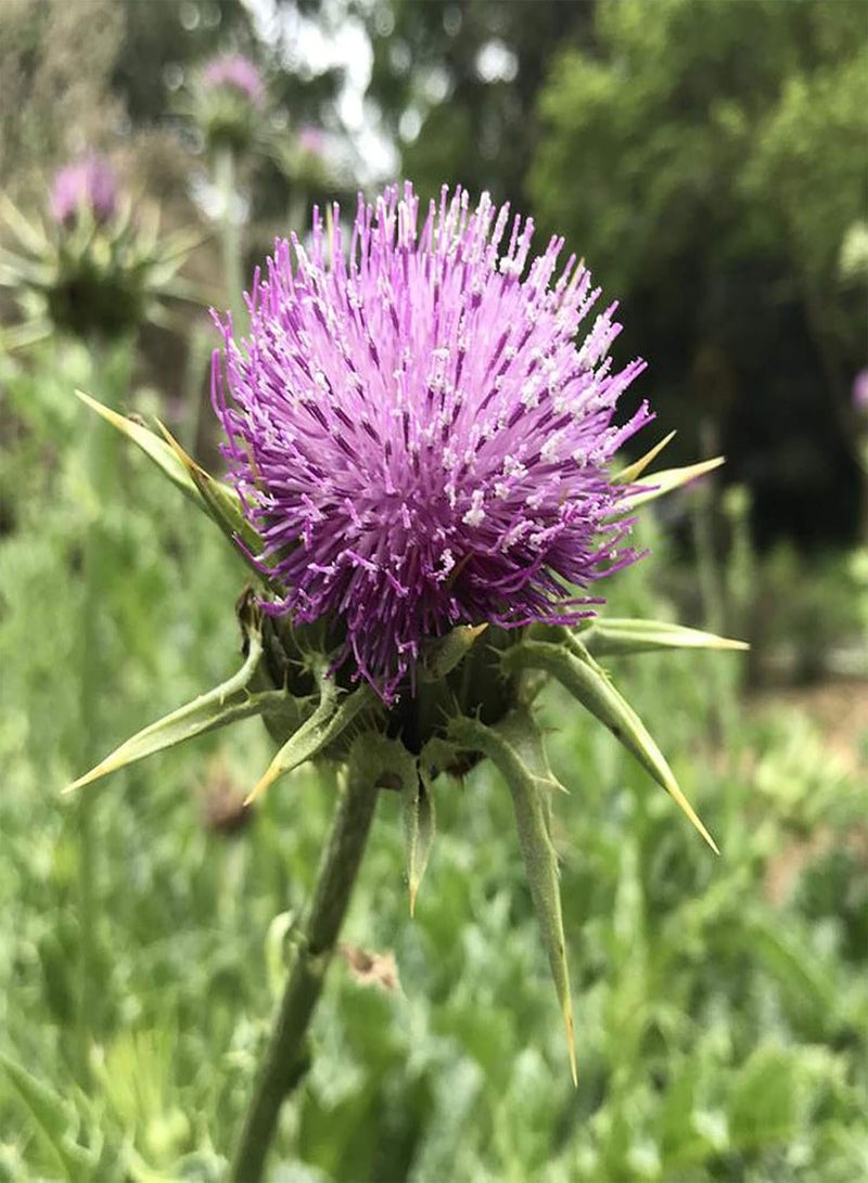 GGOOT 50Pcs/Bag Flower Seeds,Medicinal Natural Good Harvest Easy Plant Milk Thistle Seeds for Planting Garden Yard Outdoor 1 Seed - Image 3