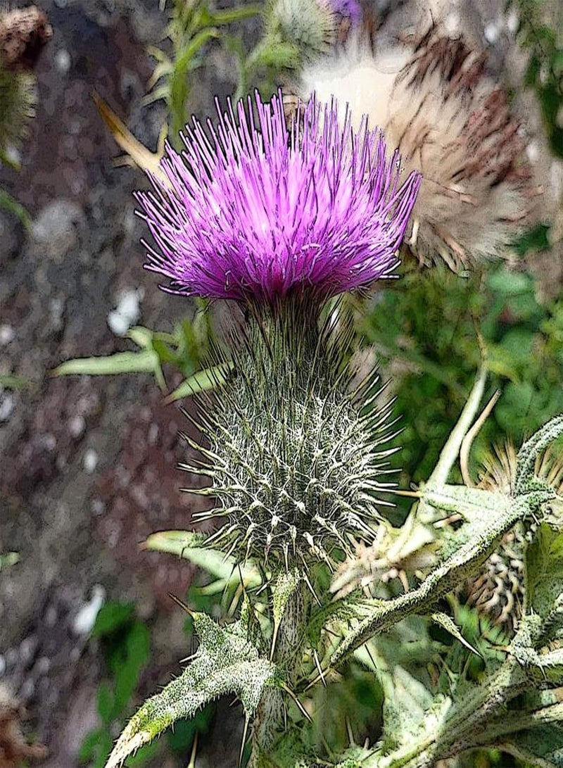 GGOOT 50Pcs/Bag Flower Seeds,Medicinal Natural Good Harvest Easy Plant Milk Thistle Seeds for Planting Garden Yard Outdoor 1 Seed - Image 2