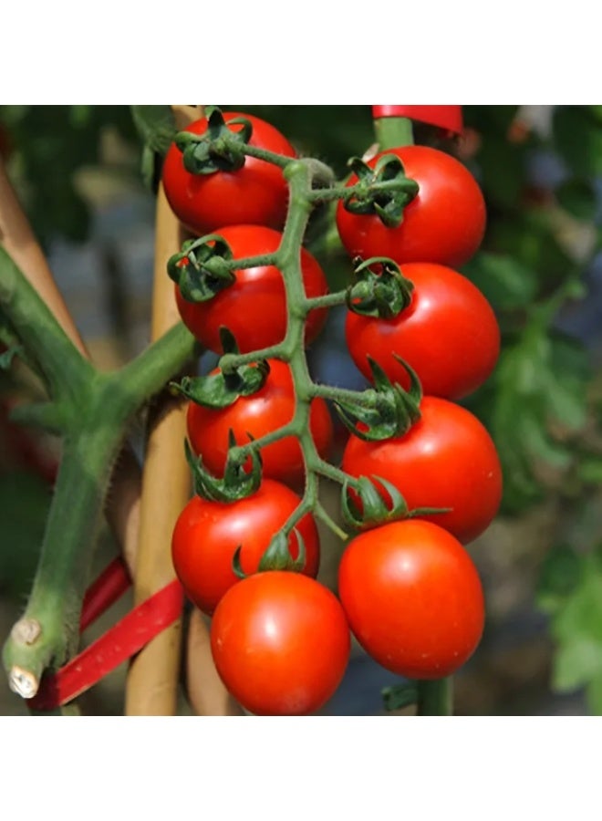 100PCS Waterfall Red Cherry Tomato Seeds for Planting - Image 3